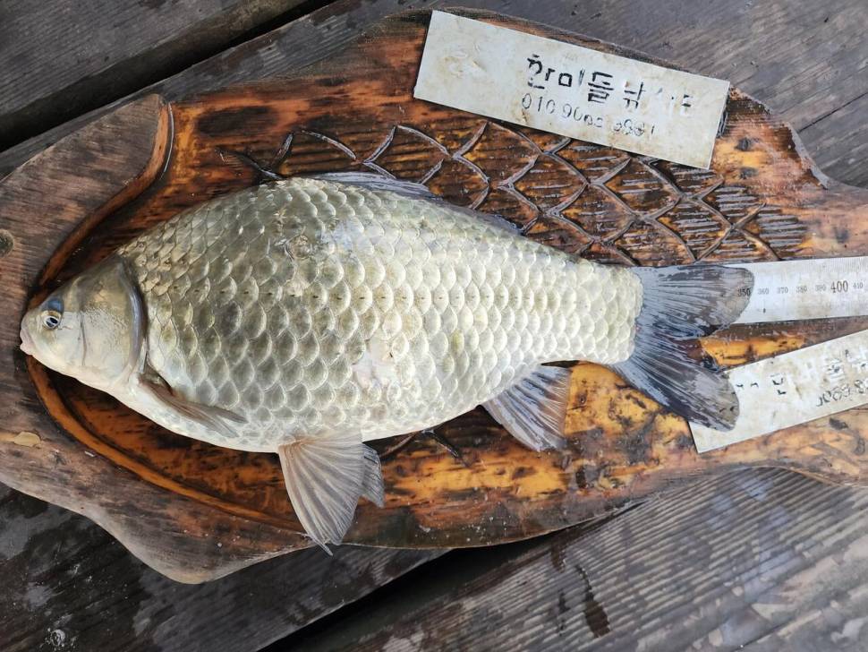청풍 한버들 허리급및 월척 호조황입니다 (조황조행기 - 충주호조황속보)