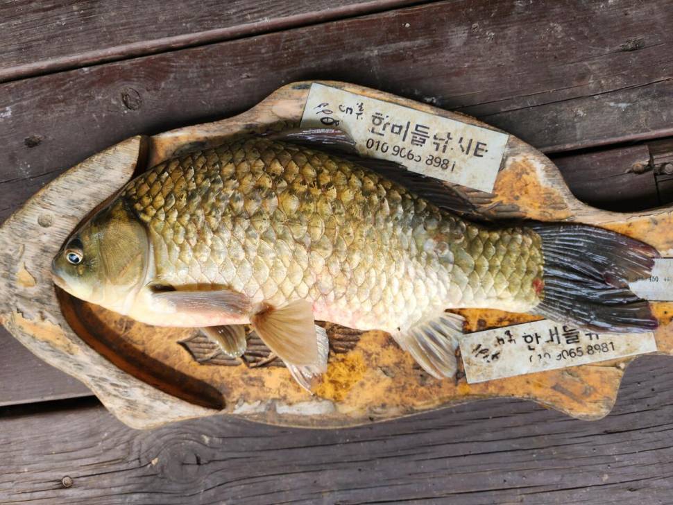 청풍 한버들 4짜455cm및 허릿급 조황입니다 (조황조행기 - 충주호조황속보)