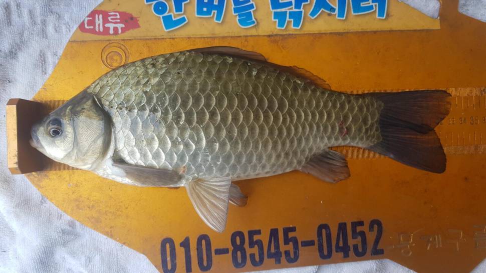 한버들 조황입니다 (조황조행기 - 충주호조황속보)