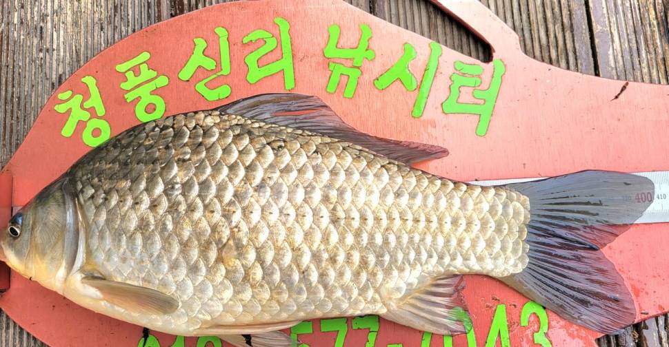 청풍신리낚시터 4짜외 허리급 조황입니다 (조황조행기 - 충주호조황속보)