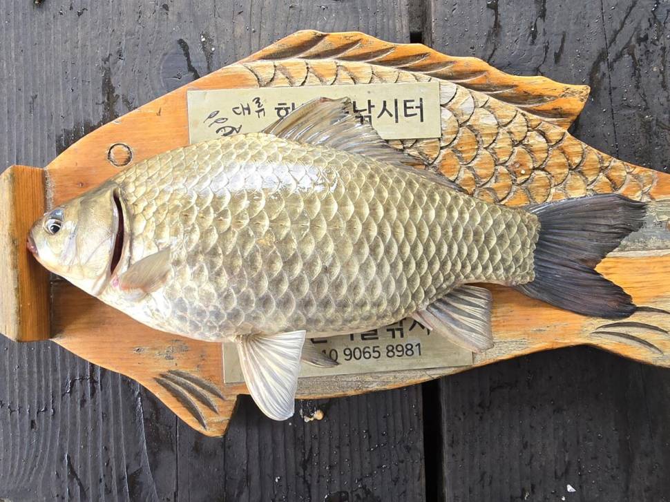 청풍 한버들 조황입니다 (조황조행기 - 충주호조황속보)