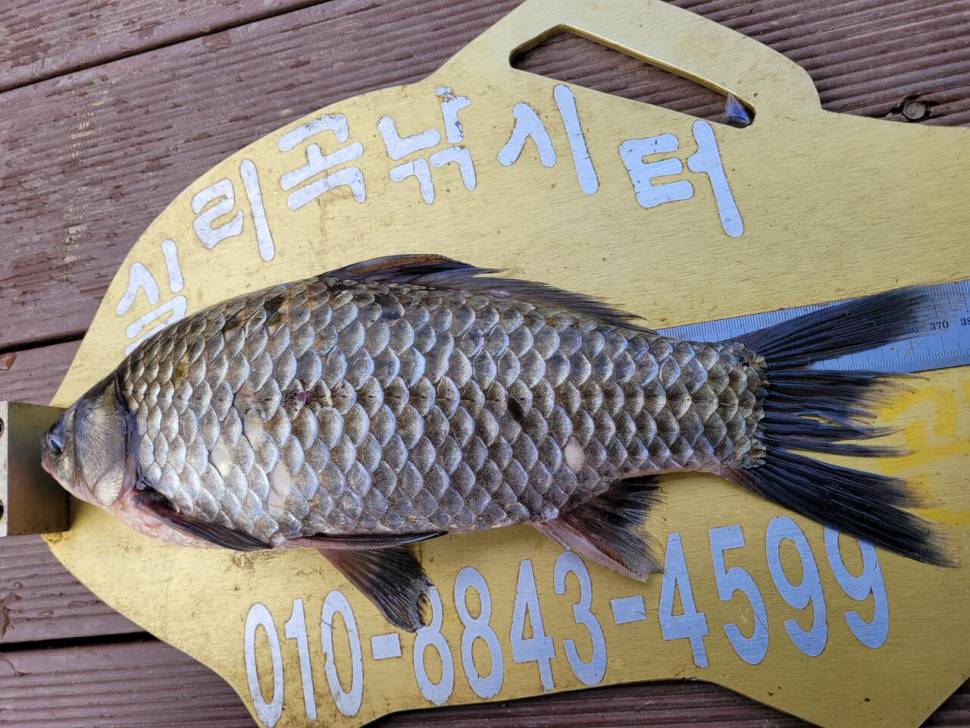청풍 실리곡낚시터 조황입니다 (조황조행기 - 충주호조황속보)