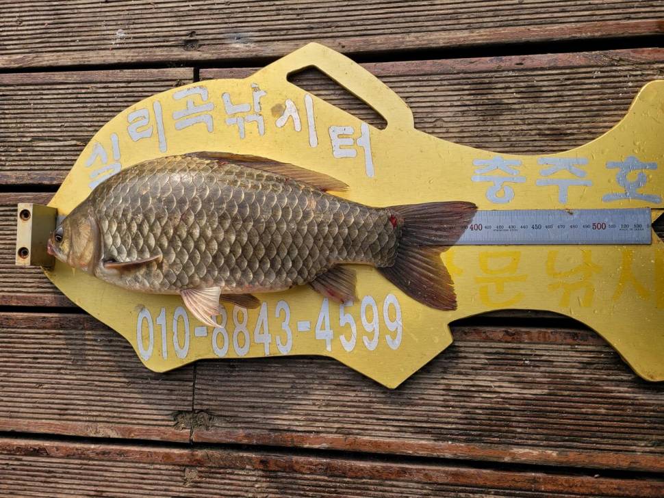 청풍실리곡낚시터 4짜외 허리급 조황입니다 (조황조행기 - 충주호조황속보)