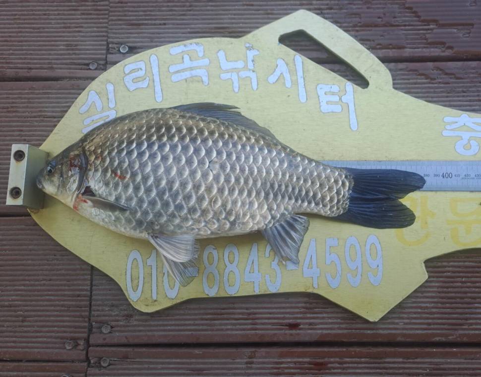 청풍 실리곡낚시터 조황입니다 (조황조행기 - 충주호조황속보)