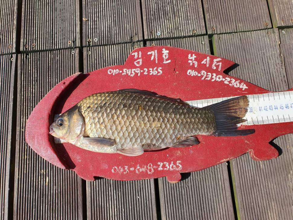 용곡 김기호 낚시터 조황정보 입니다 (조황조행기 - 충주호조황속보)