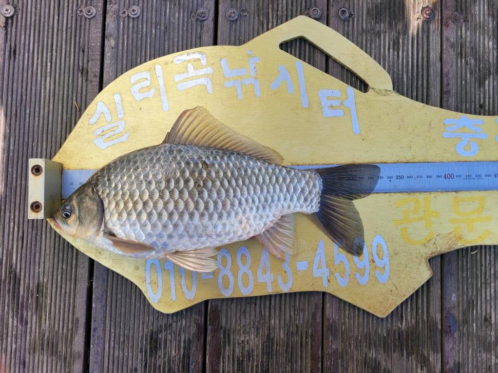 청풍실리곡낚시터 허리급 조황입니다 (조황조행기 - 충주호조황속보)