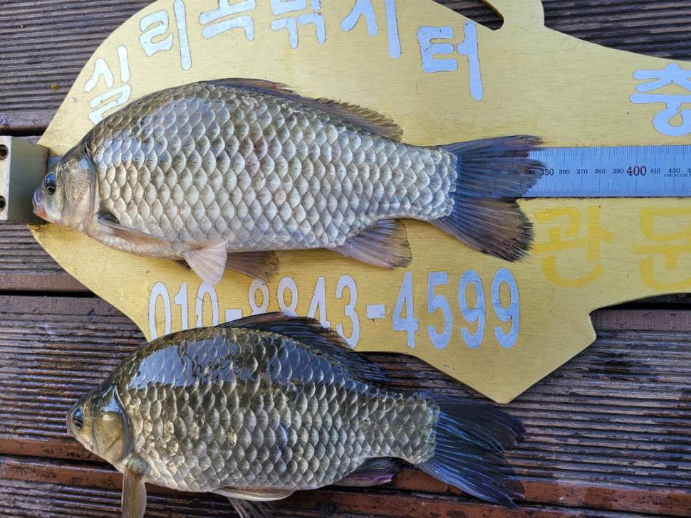 청풍실리곡낚시터 허리급 조황입니다 (조황조행기 - 충주호조황속보)