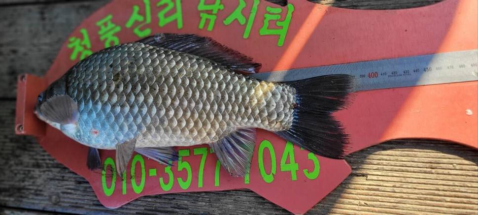 청풍신리낚시터 허리급 조황입니다 (조황조행기 - 충주호조황속보)