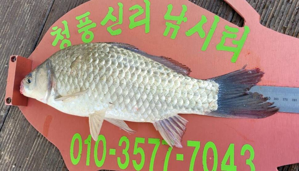 청풍신리낚시터 허리급 조황입니다 (조황조행기 - 충주호조황속보)