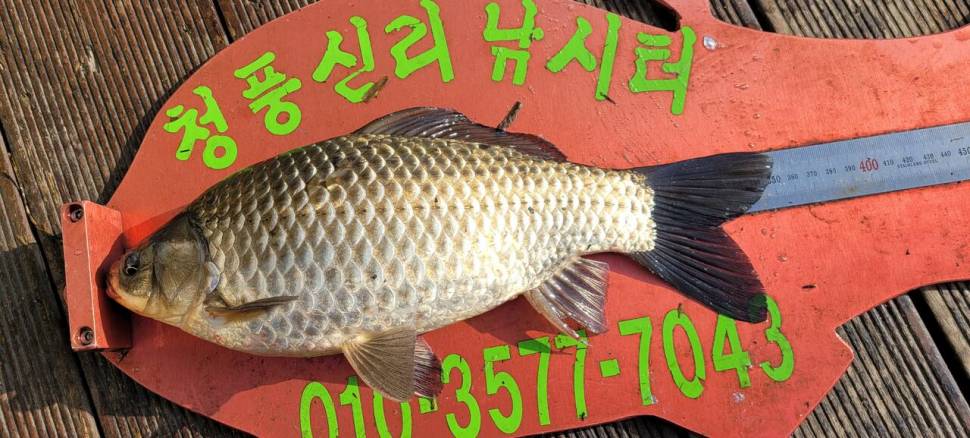 청풍신리낚시터 435cm외 허리급 조황입니다 (조황조행기 - 충주호조황속보)