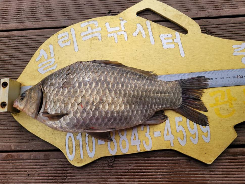 청풍 실리곡낚시터 조황입니다 (조황조행기 - 충주호조황속보)
