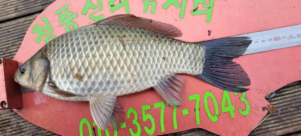 청풍신리낚시터 허리급 조황입니다 (조황조행기 - 충주호조황속보)