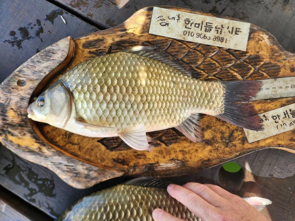 청풍 한버들 4짜및 허릿급 조황입니다 (조황조행기 - 충주호조황속보)
