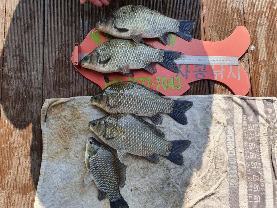 청풍신리낚시터 3735cm 4수 조황입니다 (조황조행기 - 충주호조황속보)
