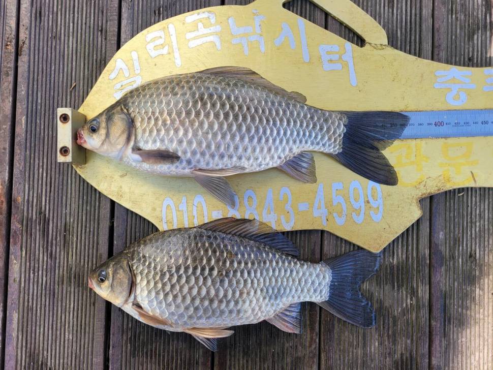 청풍실리곡낚시터 허리급 조황입니다 (조황조행기 - 충주호조황속보)