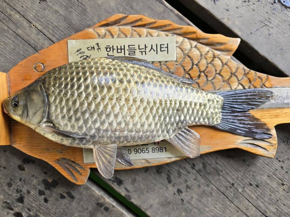 청풍 한버들 낚시터입니다 (조황조행기 - 충주호조황속보)