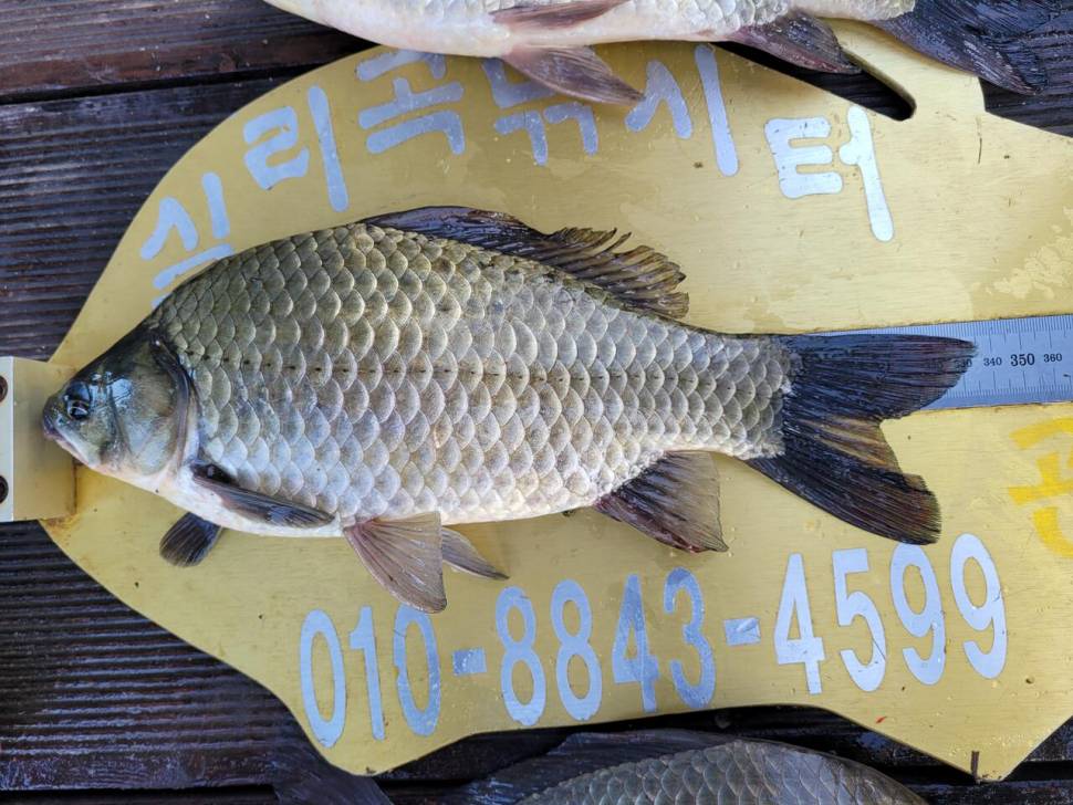 청풍 실리곡낚시터 허리급 조황입니다 (조황조행기 - 충주호조황속보)