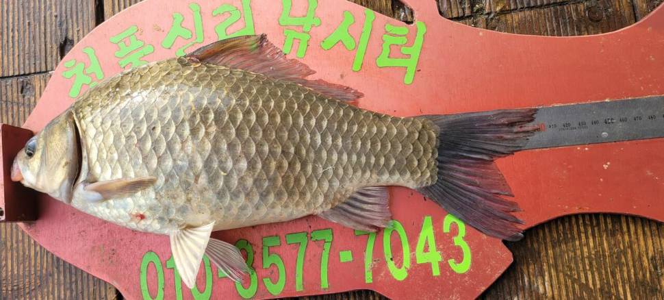 청풍신리낚시터 44cm4짜 조황입니다 (조황조행기 - 충주호조황속보)