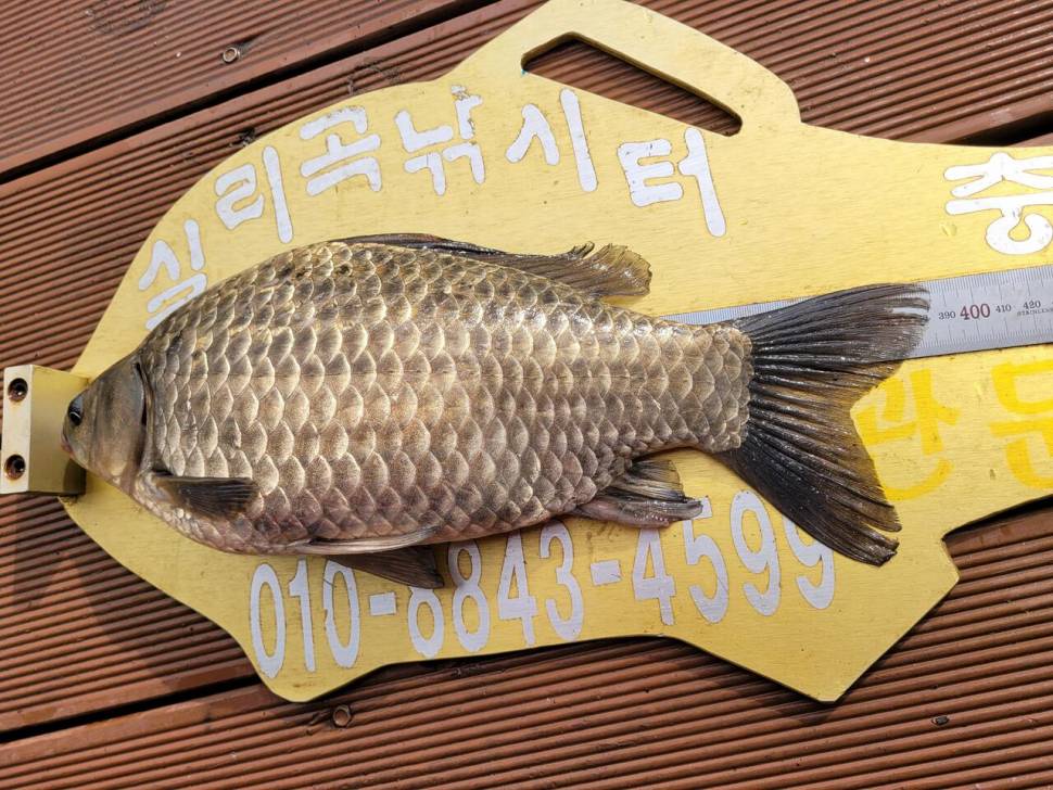 청풍 실리곡낚시터 조황입니다 (조황조행기 - 충주호조황속보)