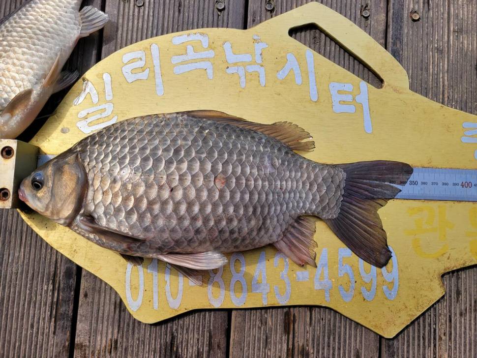 청풍실리곡낚시터 허리급 조황입니다 (조황조행기 - 충주호조황속보)