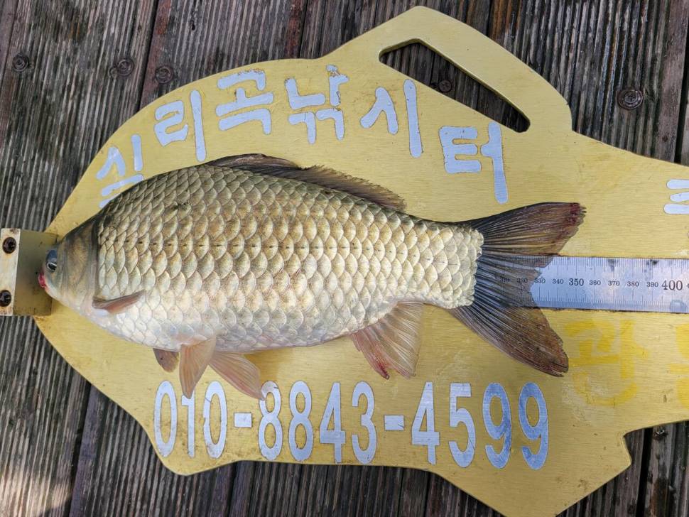 청풍실리곡낚시터 조황입니다 (조황조행기 - 충주호조황속보)