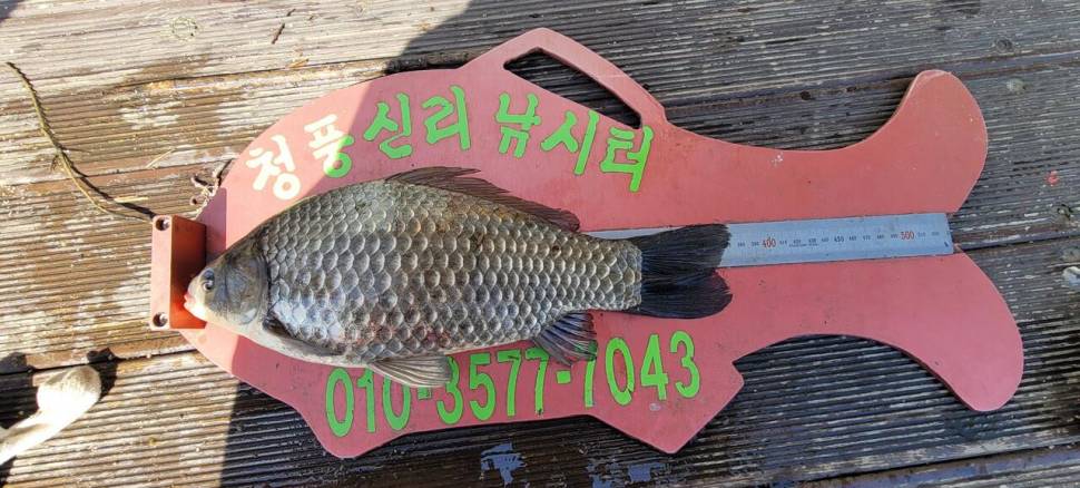 청풍신리낚시터 435cm외 허리급 조황입니다 (조황조행기 - 충주호조황속보)