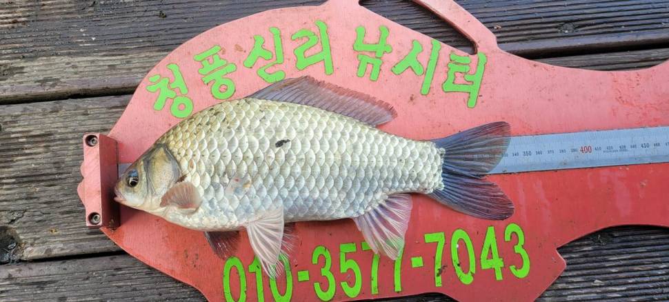 청풍신리낚시터 44cm4짜 조황입니다 (조황조행기 - 충주호조황속보)