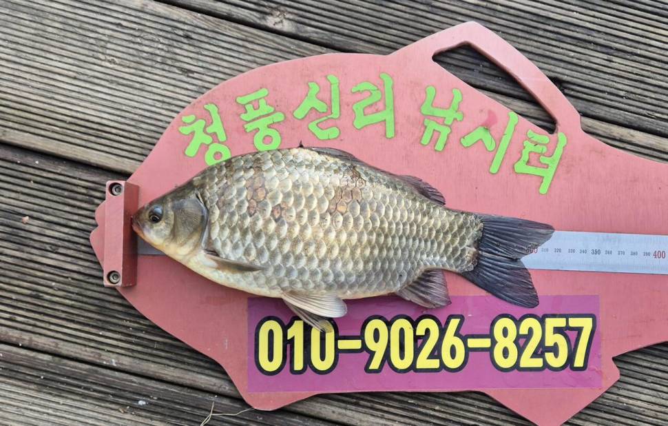 청풍신리낚시터 조황입니다 (조황조행기 - 충주호조황속보)