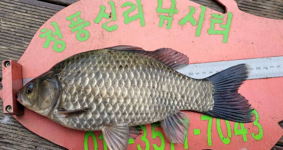 청풍신리낚시터 허리급 조황입니다 (조황조행기 - 충주호조황속보)