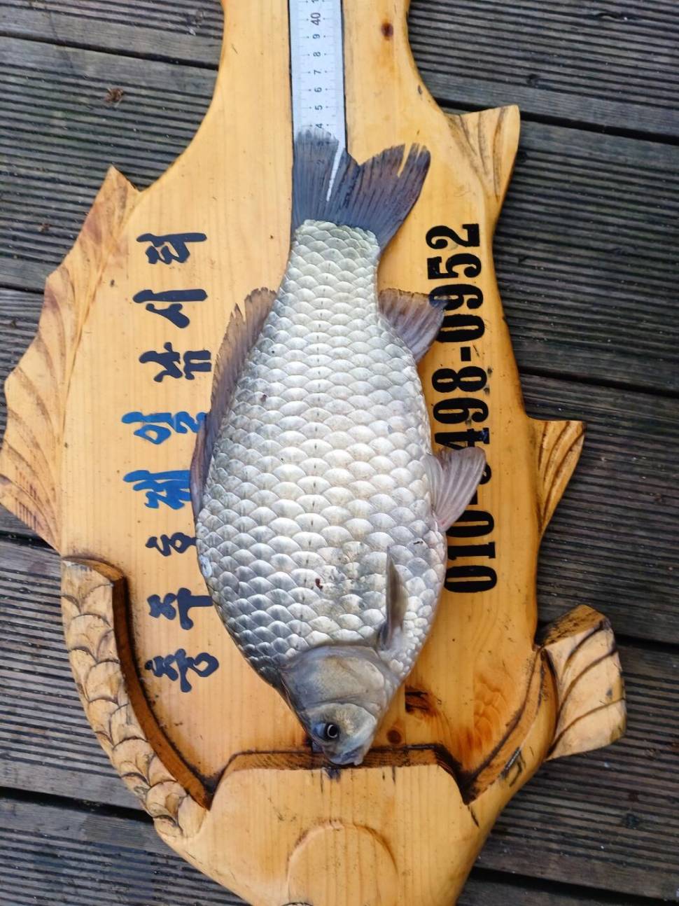 제일낚시터 조황정보 (조황조행기 - 충주호조황속보)