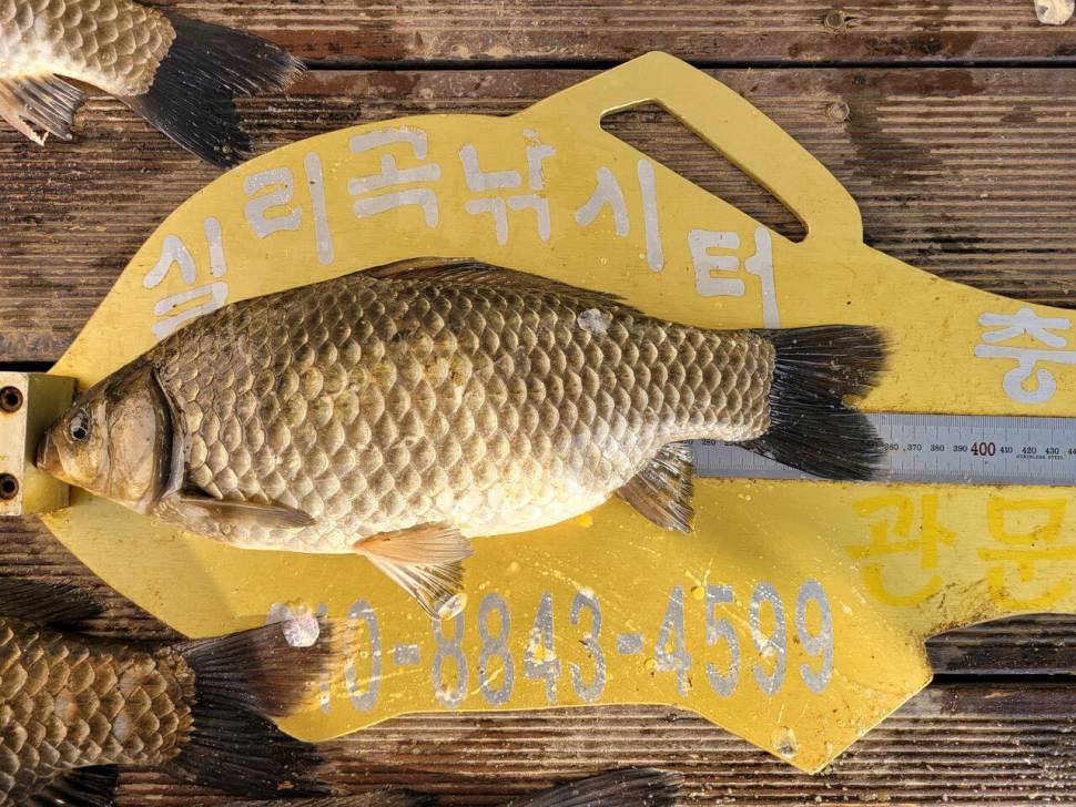 청풍실리곡낚시터 4짜외 허리급 조황입니다 (조황조행기 - 충주호조황속보)