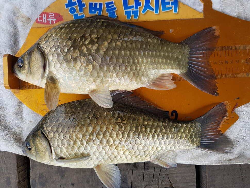 한버들 조황입니다 (조황조행기 - 충주호조황속보)