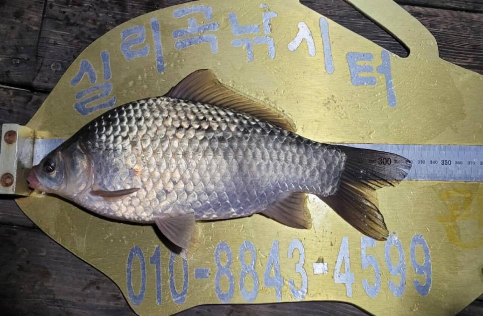 청풍실리곡낚시터 허리급조황입니다 (조황조행기 - 충주호조황속보)