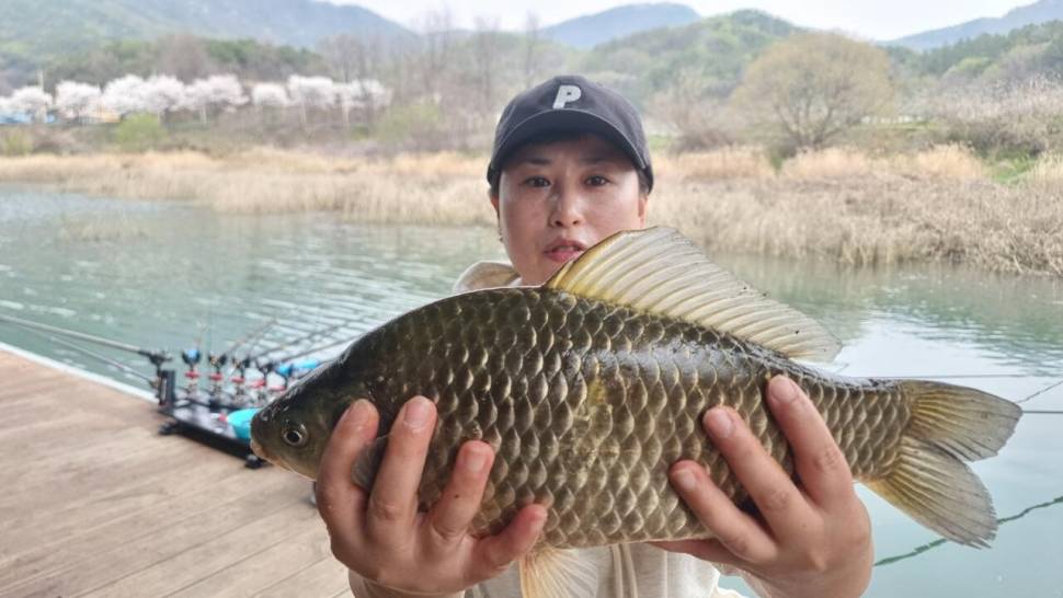 솔낚시터 주중 사짜 및 월척 조황 소식입니다 (조황조행기 - 충주호조황속보)