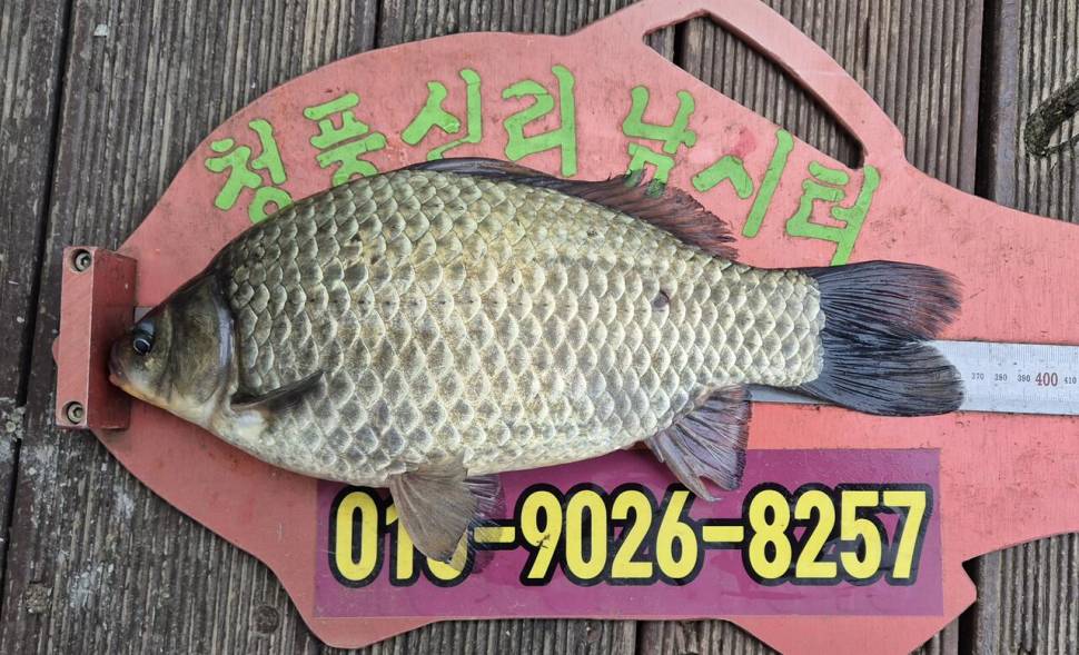 청풍신리낚시터 조황입니다 (조황조행기 - 충주호조황속보)