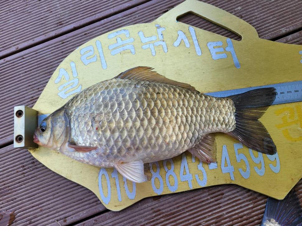 청풍 실리곡낚시터 4짜 조황입니다 (조황조행기 - 충주호조황속보)