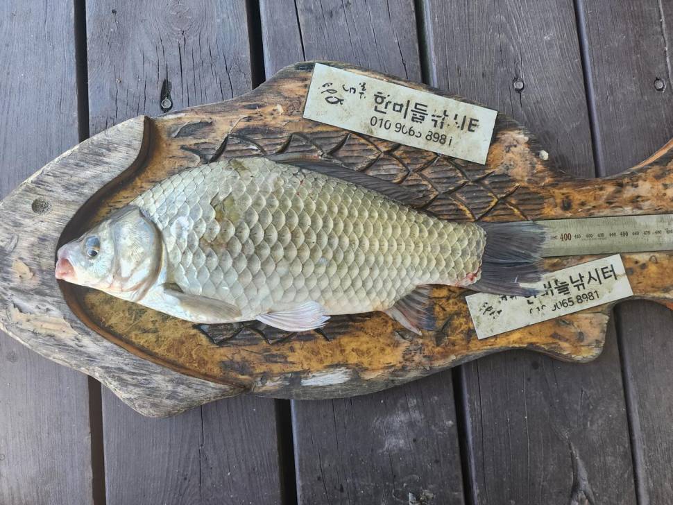 청풍 한버들 허릿급 조황입니다 (조황조행기 - 충주호조황속보)