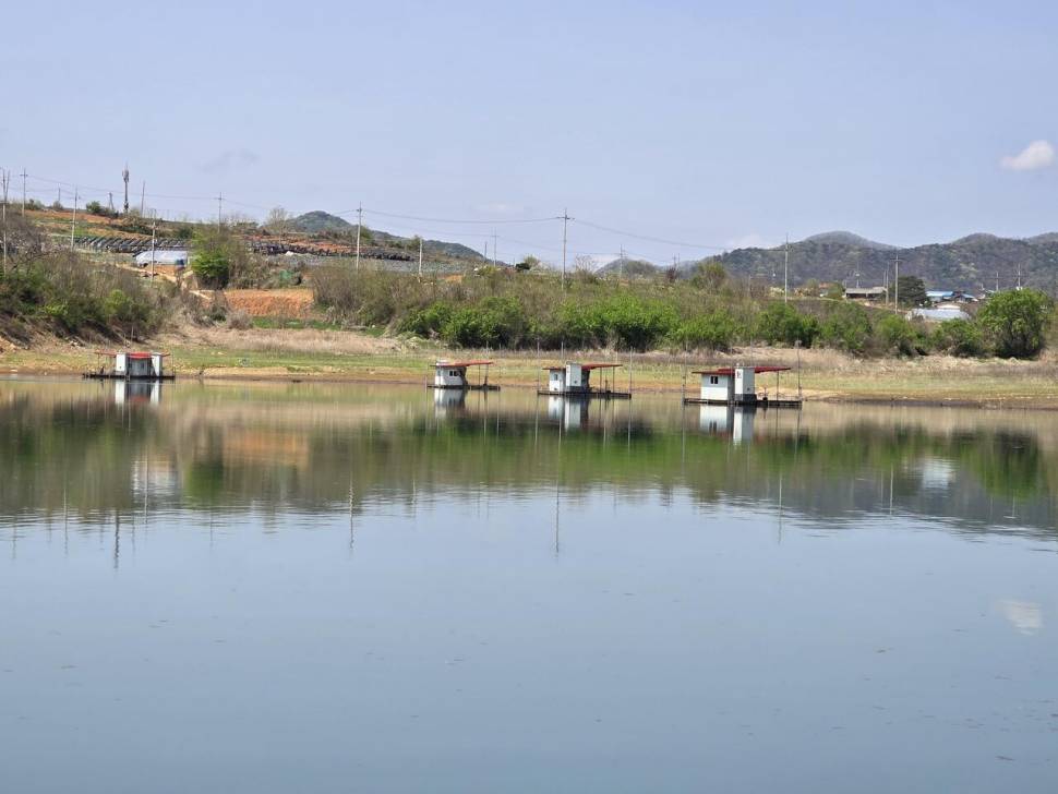 청풍 한버들 조황입니다 (조황조행기 - 충주호조황속보)