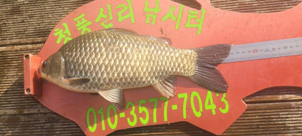청풍신리낚시터 4짜외 허리급 조황입니다 (조황조행기 - 충주호조황속보)