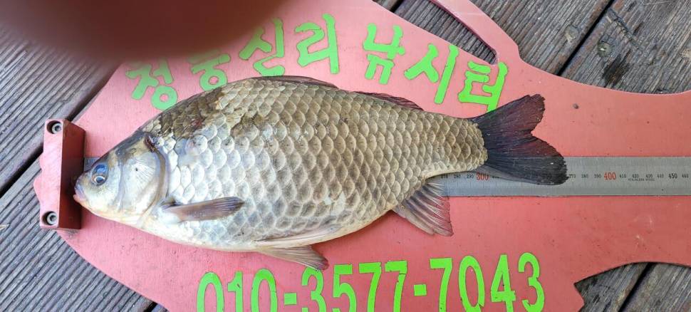 청풍신리낚시터 4짜외 허리급 조황입니다 (조황조행기 - 충주호조황속보)