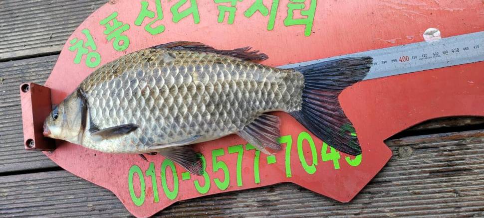 청풍신리낚시터 4짜외 허리급 조황입니다 (조황조행기 - 충주호조황속보)