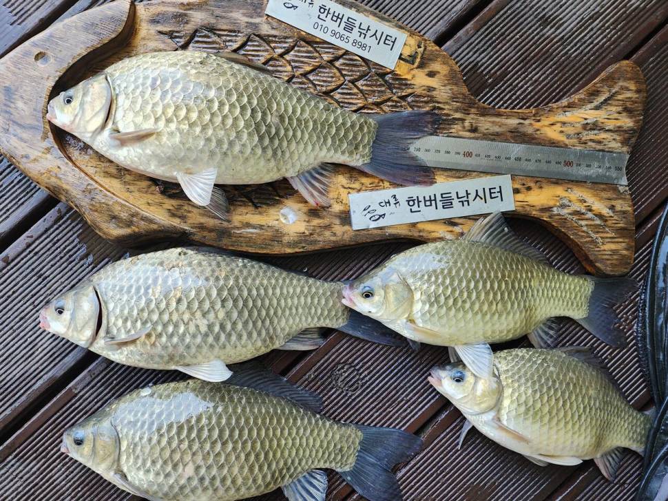 청풍 한버들 조황입니다 (조황조행기 - 충주호조황속보)