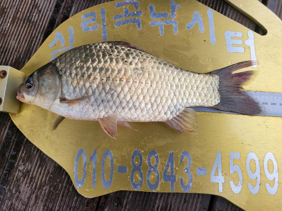 청풍 실리곡낚시터 허리급 조황입니다 (조황조행기 - 충주호조황속보)