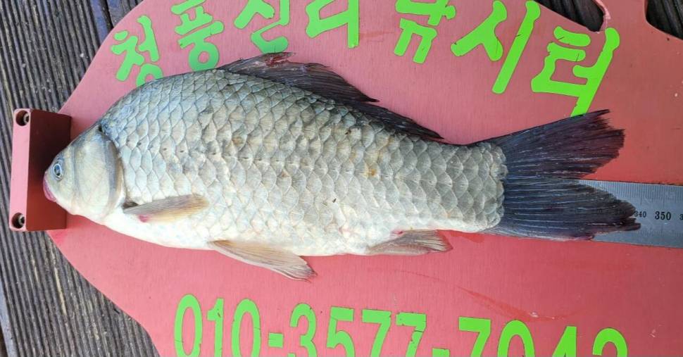 청풍신리낚시터 허리급 조황입니다 (조황조행기 - 충주호조황속보)