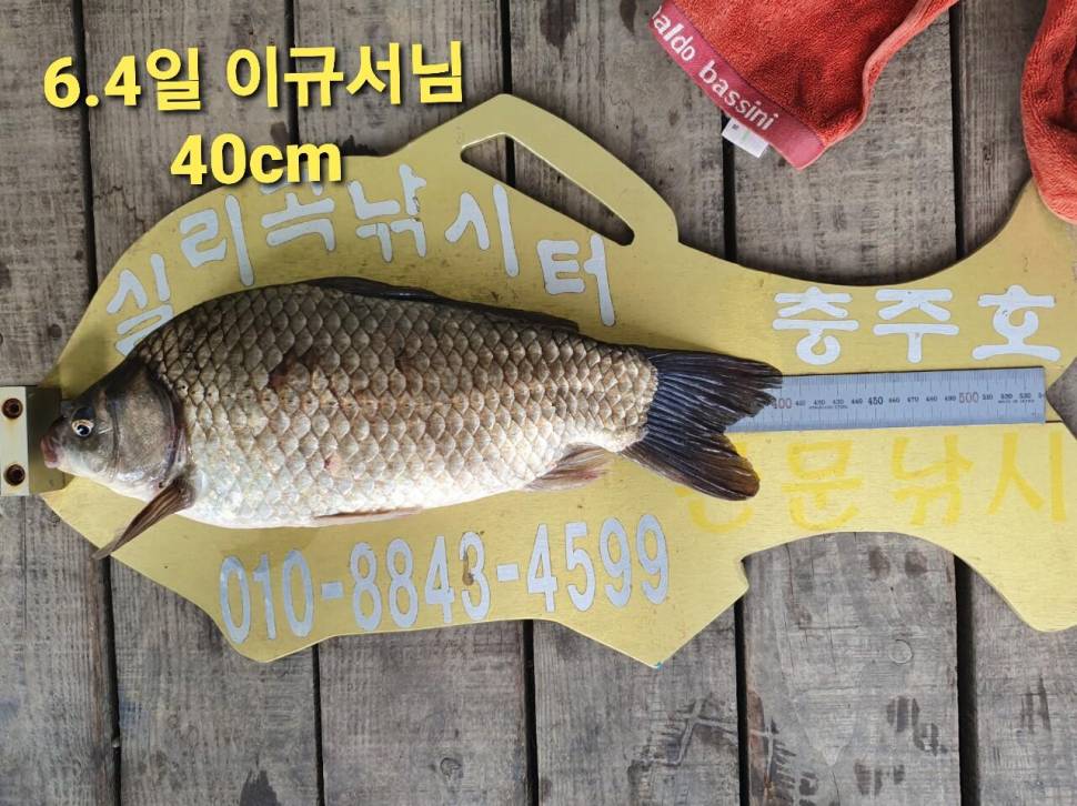 실리곡낚시터 44cm 대물 조황입니다 (조황조행기 - 충주호조황속보)