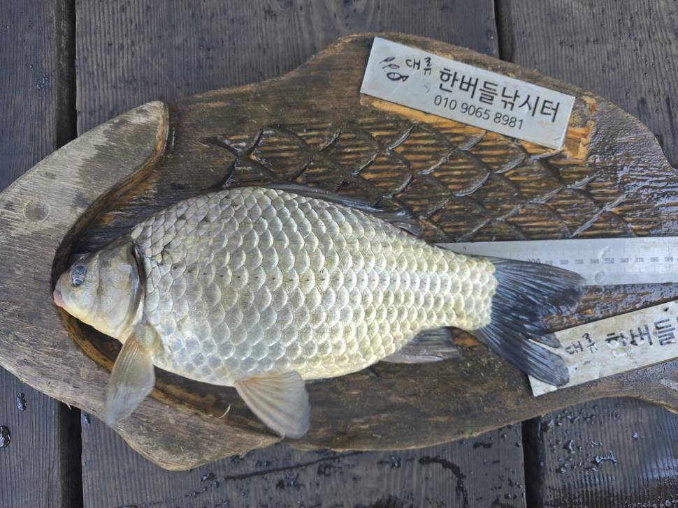 청풍 한버들 조황입니다 (조황조행기 - 충주호조황속보)