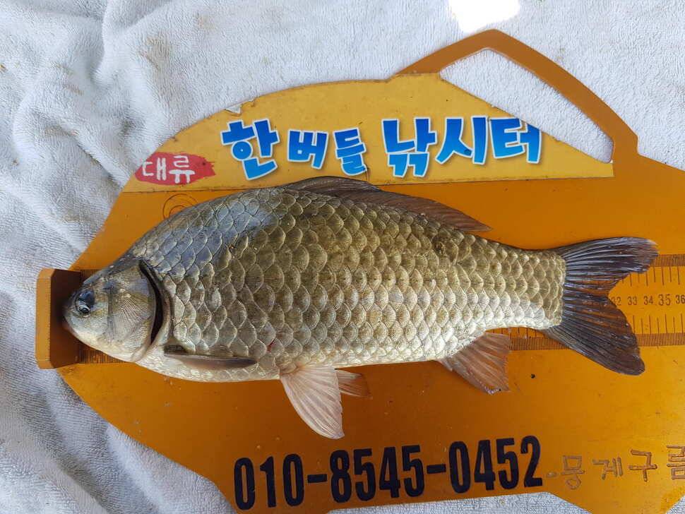 한버들 4짜 포함 허릿급 조황입니다 (조황조행기 - 충주호조황속보)