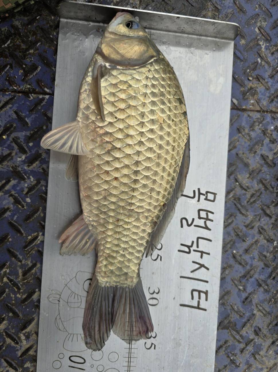 무더위 쉬었다 가세요 (조황조행기 - 충주호조황속보)