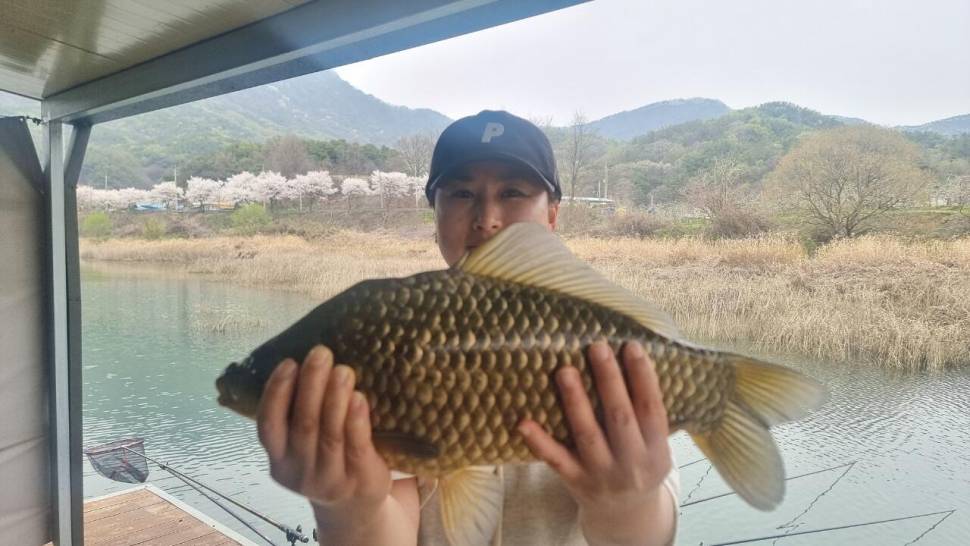 솔낚시터 주중 사짜 및 월척 조황 소식입니다 (조황조행기 - 충주호조황속보)