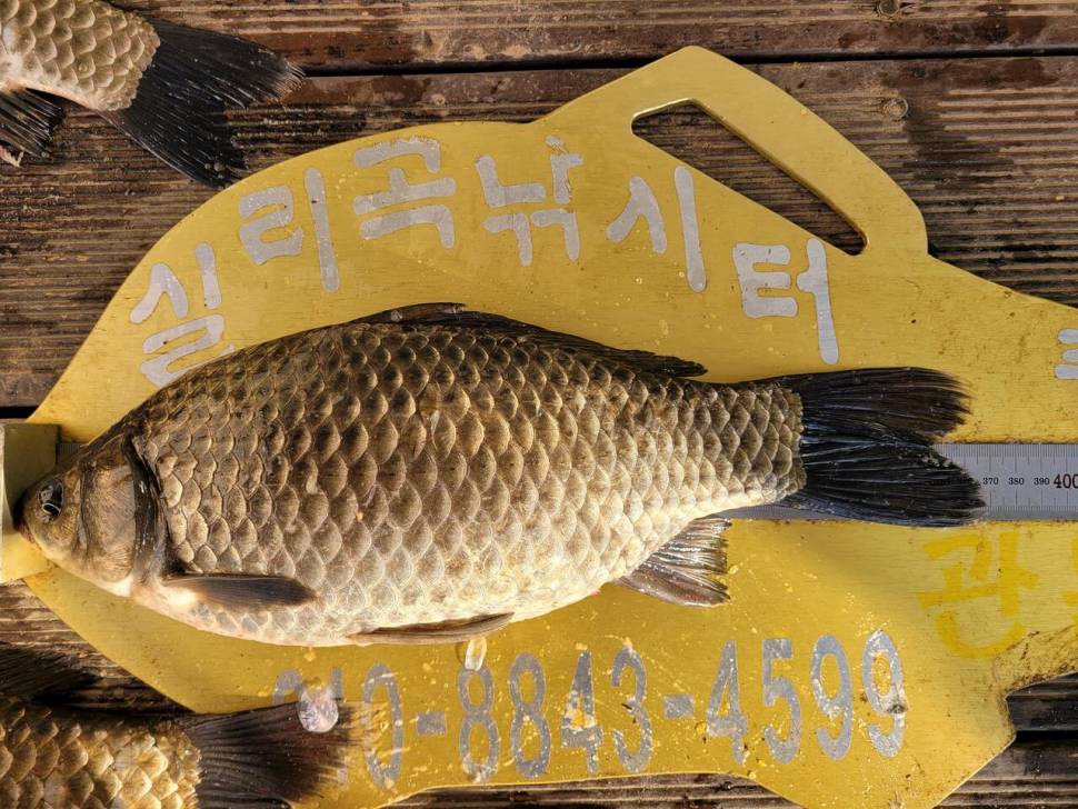 청풍실리곡낚시터 4짜외 허리급 조황입니다 (조황조행기 - 충주호조황속보)